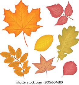 A bright autumn set with the image of various red and orange leaves such as oak,maple, birch, poplar, rowan, alder,liquidambara leaves. Autumn leaves vector illustration isolated on white background.