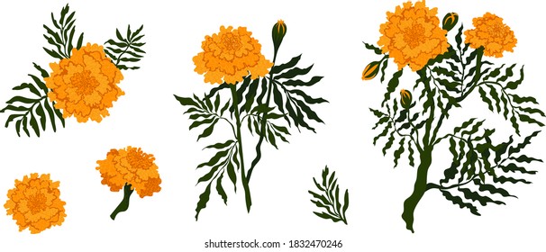 Bright autumnal marigolds isolated on white background vector illustration set