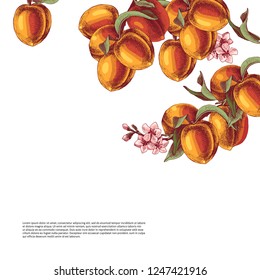 Bright background with hand drawn peach branches, flowers and ripe fruits. Vector illustration