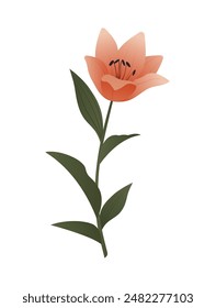 Bright beautiful blooming lily. Vector illustration with gradients, isolated on white background. Natural elegance for your design.