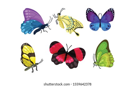 Bright Beautiful And Colorful Tropical Butterflies Vector Illustration Set