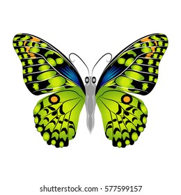Bright beautiful green butterfly. Vector illustration isolated on white background.