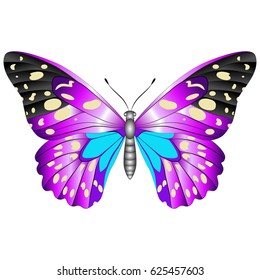 Bright beautiful purple butterfly. Vector illustration isolated on white background.