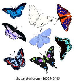 bright beautiful realistic butterfly, vector illustration
