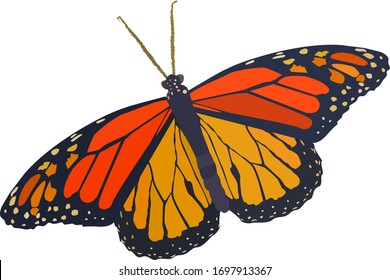 bright beautiful tropical butterfly. vector.