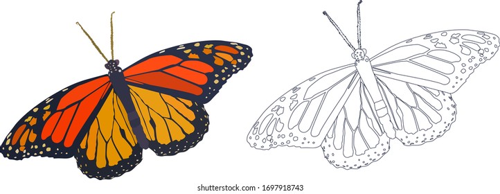 bright beautiful tropical orange butterfly.sketch coloring. vector.