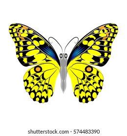 Bright beautiful yellow butterfly. Vector illustration isolated on white background.