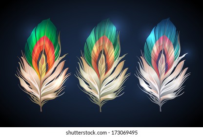 bright bird peacock feathers. set for design