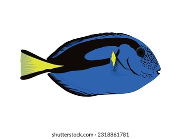 Bright blue surgeon fish isolated on white background