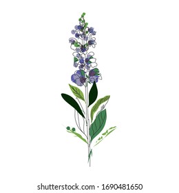 Bright branch of sage or Botanica sage vector lilac. Can be used for cards, invitations, banners, posters, print design