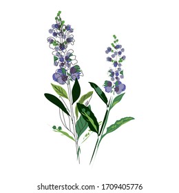 Rama brillante de salvia o lila vectorial Botánica. Se puede utilizar para tarjetas, invitaciones, banners, carteles, diseño de impresión