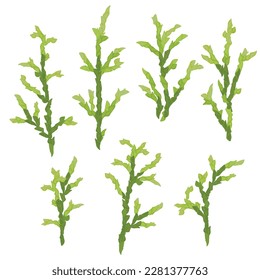 Bright branches with cypress needles set