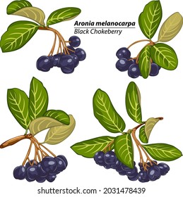 Bright branches of ripen black chokeberry. Vector image