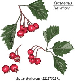 Bright branches of ripen crataegus or hawthorn. Vector image