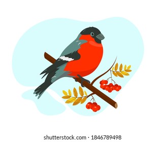 Bright bullfinch on the branch with rowan beries. Vector illustration on white background.