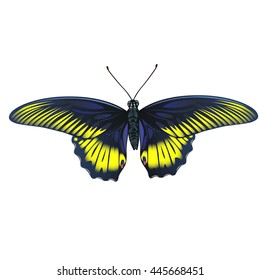 Bright butterfly isolated on white background. Vector illustration.