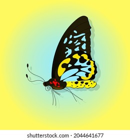 Bright butterfly on a colored background with a shadow. Vector illustration.