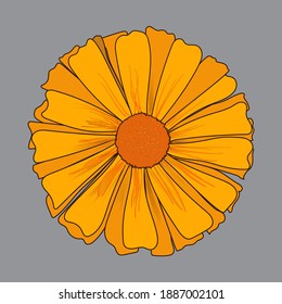 
bright calendula flower in trending colors 2021
