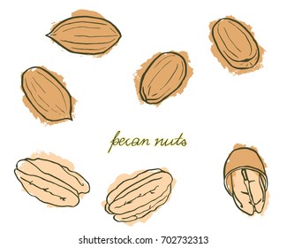 A bright card with hand drawn pecan nuts in warm tones isolated on white