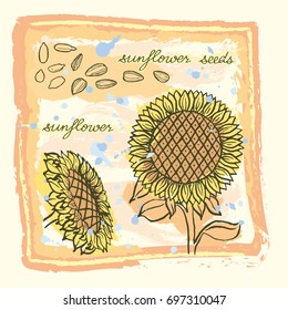 A bright card with hand drawn sunflowers and sunflower seeds in warm tones on grunge background