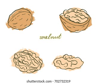 A bright card with hand drawn walnuts in warm tones isolated on white