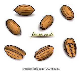 A bright card with realistic hand drawn pecan nuts in warm tones isolated on white