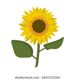 Bright and cheerful illustration of a sunflower with green leaves on a white background. Perfect for summer design, packaging, greeting cards, educational materials, and botanical prints.