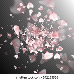 Bright cherry petals fall down. A lot of pink petals on trasnparent background. EPS 10 vector file included