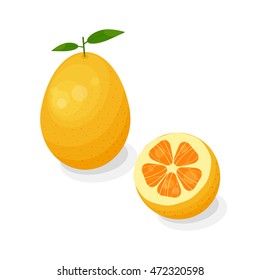 Bright citrus kumquat fruit in cartoon style isolated on white background.