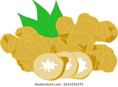 A bright and clear illustration of fresh ginger root.