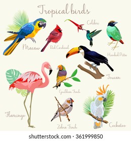 Bright color Exotic tropical birds set isolated. 