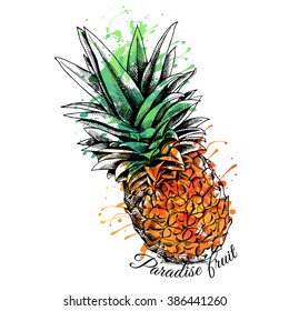 Bright color Pineapple. Vector illustration.