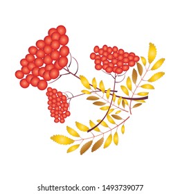 Bright color rowan-tree leaves and rowanberries isolated on white background. Element autumn design.  Vector illustration.
