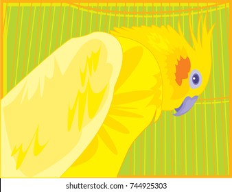 bright colored cockatiel parrot sitting in a cage