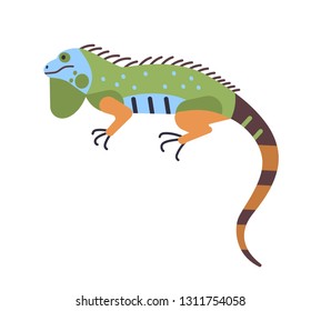 Bright colored iguana isolated on white background. Adorable carnivorous exotic animal. Beautiful wild predatory reptile or lizard of South America. Vector illustration in flat cartoon style.