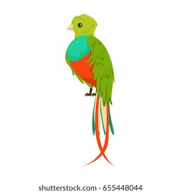 Bright colorful bird with a long tail colorful vector Illustration