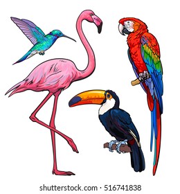 Bright and colorful exotic tropical birds - flamingo, macaw, hummingbird and toucan, set of sketch style vector illustrations isolated on white background. Set of hand drawn tropical birds