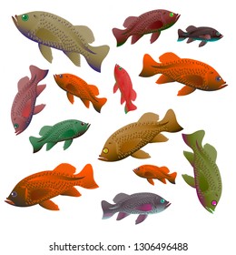 Bright colorful fish
