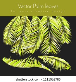 Bright Colorful Palm Branches in Various Forms. Tropic Foliage. Illustration of Jungle Plants. Vector Palm Leaves in Green Tones. Floral Elements Set. Detailed Palm Leaves for Your Creative Design.