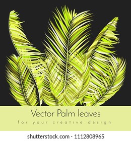Bright Colorful Palm Branches in Various Forms. Tropic Foliage. Illustration of Jungle Plants. Vector Palm Leaves in Green Tones. Floral Elements Set. Detailed Palm Leaves for Your Creative Design.