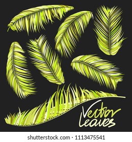 Bright Colorful Palm Branches in Various Forms. Tropic Foliage. Illustration of Jungle Plants. Vector Palm Leaves in Green Tones. Floral Elements Set. Detailed Palm Leaves for Your Creative Design.