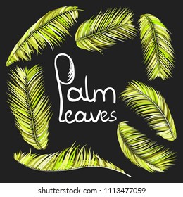 Bright Colorful Palm Branches in Various Forms. Tropic Foliage. Illustration of Jungle Plants. Vector Palm Leaves in Green Tones. Floral Elements Set. Detailed Palm Leaves for Your Creative Design.