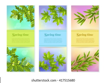 Bright colorful spring collection of vertical banners with olive oak and maple branches at sun glare background flat vector illustration 
