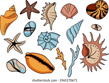Bright colors Hand drawn seashells collection. Set of seaweed, coral, starfish, shell. Vector flat seashells with black outlines. Vector illustration