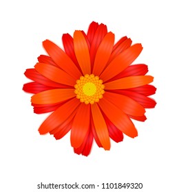 Bright colourful red gerbera flower isolated on white