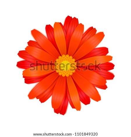 Bright colourful red gerbera flower isolated on white