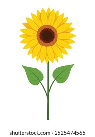 Bright and detailed illustration of a single sunflower with green leaves, standing tall on a white background.