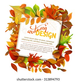 Bright Fall Background. Colourful autumn birch, oak, rowan, maple, chestnut, aspen leaves and acorns on white background. White square sheet of paper on them. You can place your text in the center.