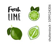 Bright, flat style Lime Fruit illustration with lettering. Vector clipart.    