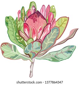 Bright flower. Royal protea tropical flower. Unique vector illustration. Floral print.